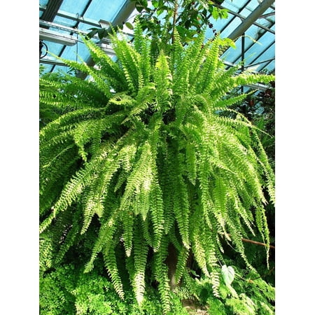 RedCrocus Boston Fern Fern- Indoor & Outdoor Green Plant, Lush Feathery Foliage, Perfect for Shaded Gardens & Containers 10" Hanging Basket
