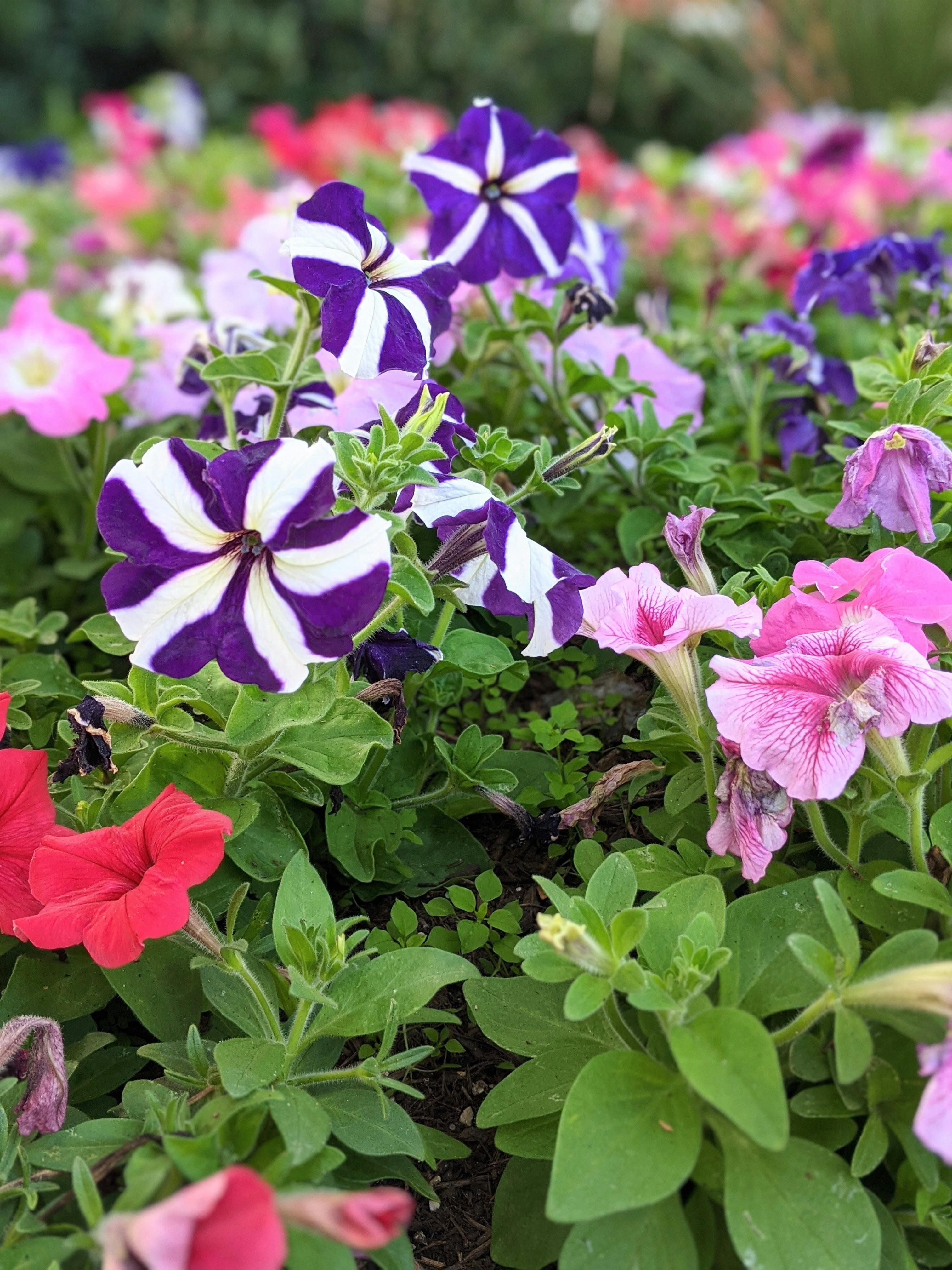 Amore 1.5 Gallon Petunia Pet-Friendly Purple Prince, Live Annual Plant, Full Sun
