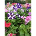 thumbnail image 5 of Amore 1.5G Petunia Purple Prince Live Plant Blooming Annual, 5 of 6