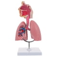 thumbnail image 1 of KAKOWELY 1pc Respiratory Lung Model Medical Respiratory System Lung Model Teaching Tool,10.63"X4.72"X4.72", 1 of 5