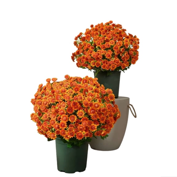 10 Bundles 21 Heads Artificial Fall Flowers Faux Mums Fake Flowers Floral Arrangement for Indoor Outdoors Garden Home Wedding Thanksgiving Decor