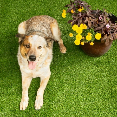 Flooring Inc Pet Turf Plus Rolls 6 5 X15 Artificial Grass Pet