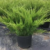 Mint Julep Juniper-Evergreen Shrub for Landscaping-Dense Foliage  1 Gallon