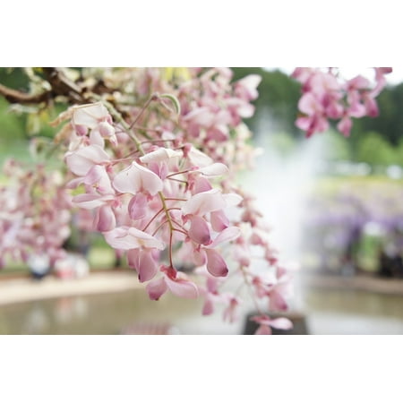 Wisteria Natural Hues Natural - LAMINATED POSTER Natural Wisteria Flowers Poster Print 24 x 36