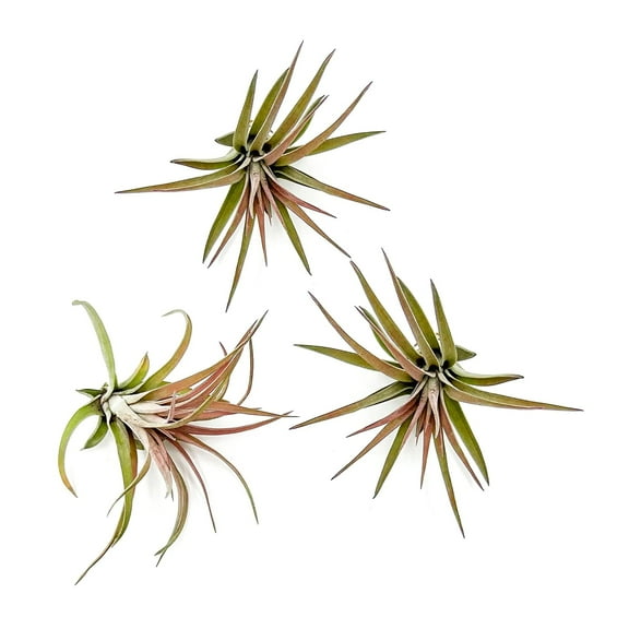ragnaroc Air Plants - Tillandsia Brachycaulos Abdita, Large 4-6" - 3ct - Live Arrival Guaranteed - House Plants for Home Decor & Gift