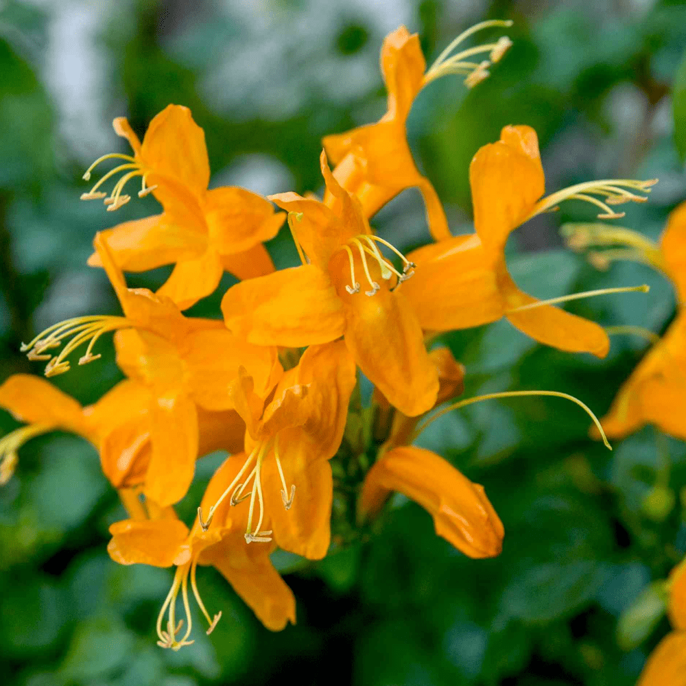 Orange Honeysuckle Plant Live, 4 to 6'' Tall, Cape Honeysuckle Flower Vine Perennial