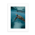 thumbnail image 1 of Ocean Sea Turtle Science Nature Picture Desktop Photo Frame Picture Display Decoration Art Painting, 1 of 3