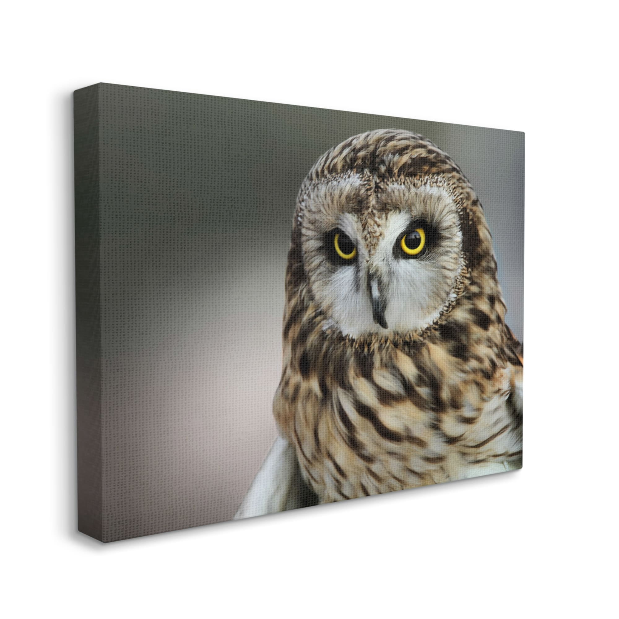 Stupell Industries Fierce Hunting Owl Modern Bokeh Photography Effect ,30 x 24, Design by Daniel Sproul