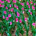 thumbnail image 6 of Sweet Showgirl Tulips, 10 Bulbs - Pink and White Flowers - Attracts Bees & Butterflies - Spring Blooming, Easy to Grow & Maintain, 6 of 7