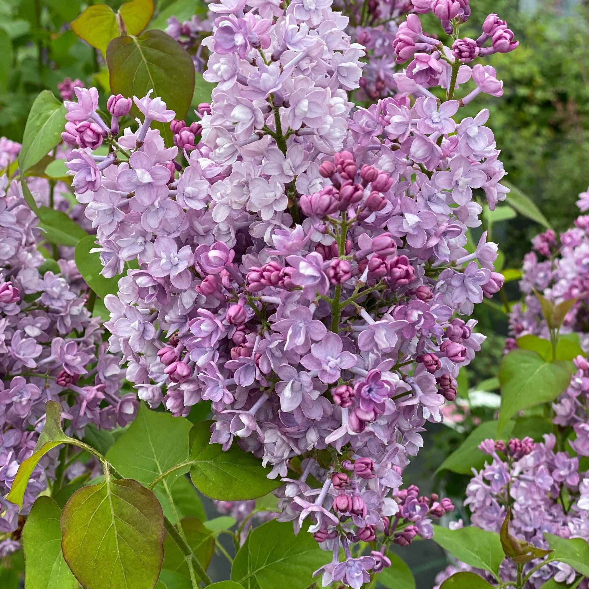 Proven Winners ColorChoice 5" Purple Scentara Double Blue Lilac Live Plant in 4.5" Pot (4 Count)