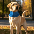 thumbnail image 5 of Pet Dog Summer Cooling Apparel, Cooling Bandana for Dogs, Cooling Neck Wraps for Summer Heat, Dog Bandana, Neck Cooling Wraps, Blue Mesh Dog Cooling Neck Wrap(L), 5 of 5