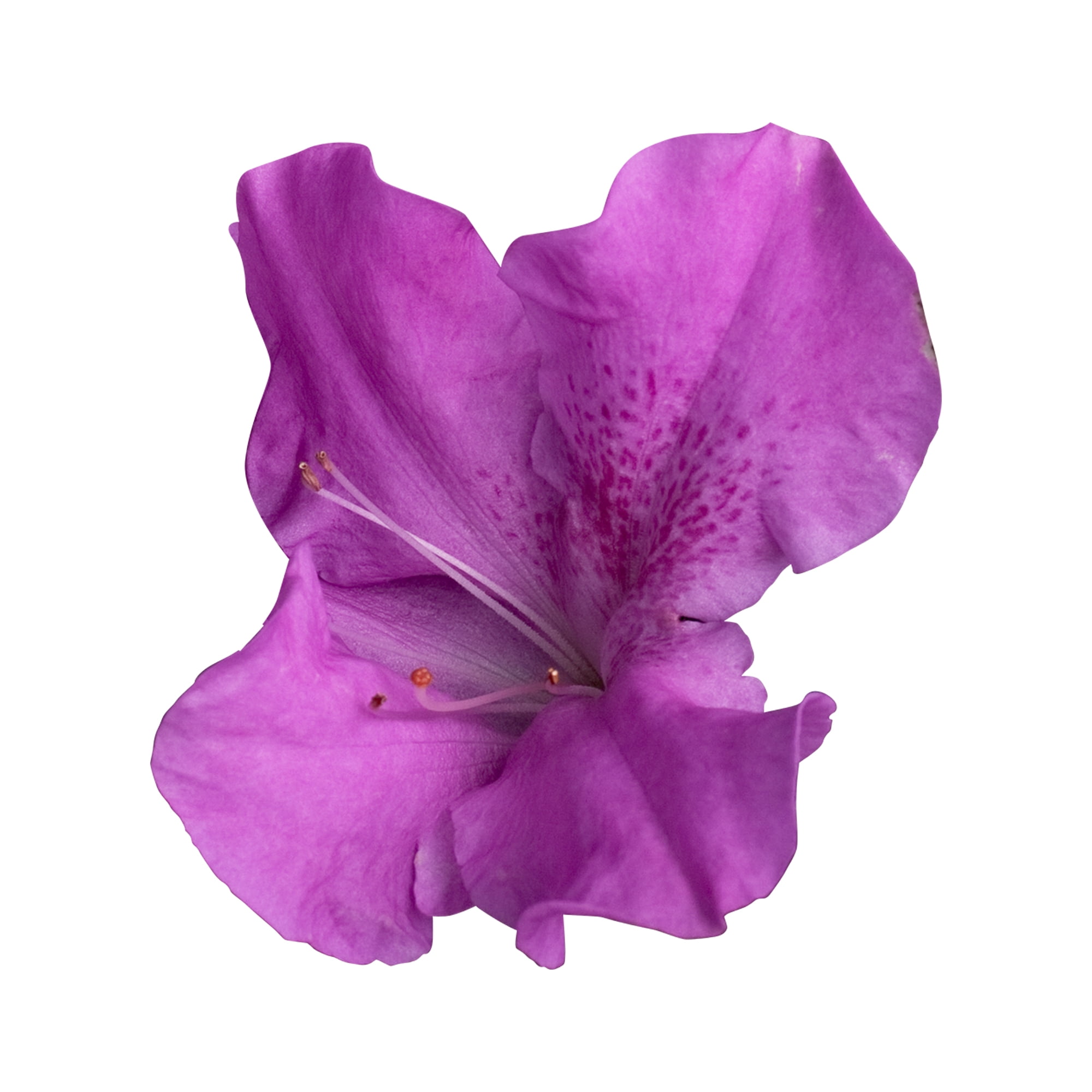Encore Azalea Autumn Lilac with Purple Blooms Live Shrub