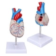 thumbnail image 3 of Modelo de corazón diseño transparente humano Modelo de enseñanza de corazón Modelo de corazón Modelo de corazón anatómico para material didáctico médico ANGGREK Otros, 3 of 8