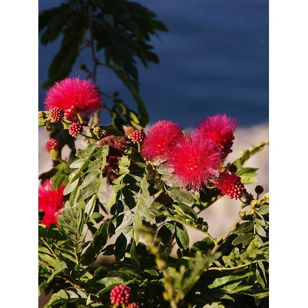 - LAMINATED POSTER Tree Red Flower Mimosa Pudica Red Flowering Poster Print 24 x 36