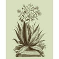 thumbnail image 3 of Munting, Abraham 12x14 Black Modern Framed Museum Art Print Titled - Vintage Aloe I, 3 of 5