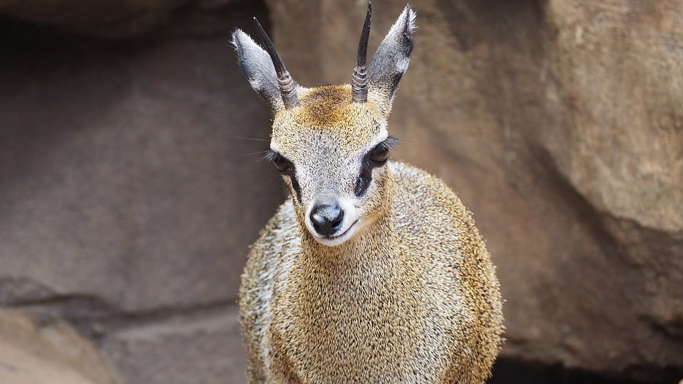 Nature African Klipspringer Animal Antelope12 Inch By 18 Inch