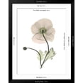 thumbnail image 5 of Art.com Iceland Poppy Portrait 1 Premium Giclee Print by Albert Koetsier, Black Frame Wall Art, 32" x 40", 5 of 5