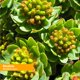 thumbnail image 2 of Suplemento de extracto de raíz de rhodiola de Herb Pharm 30 ml, 2 of 4