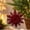 D, variant on Velvet Christmas Tree Ornaments, Shatterproof Flocked Christmas Decorations, Burgundy Reindeer Shaped for Xmas Holiday Home Party Decor(A)
