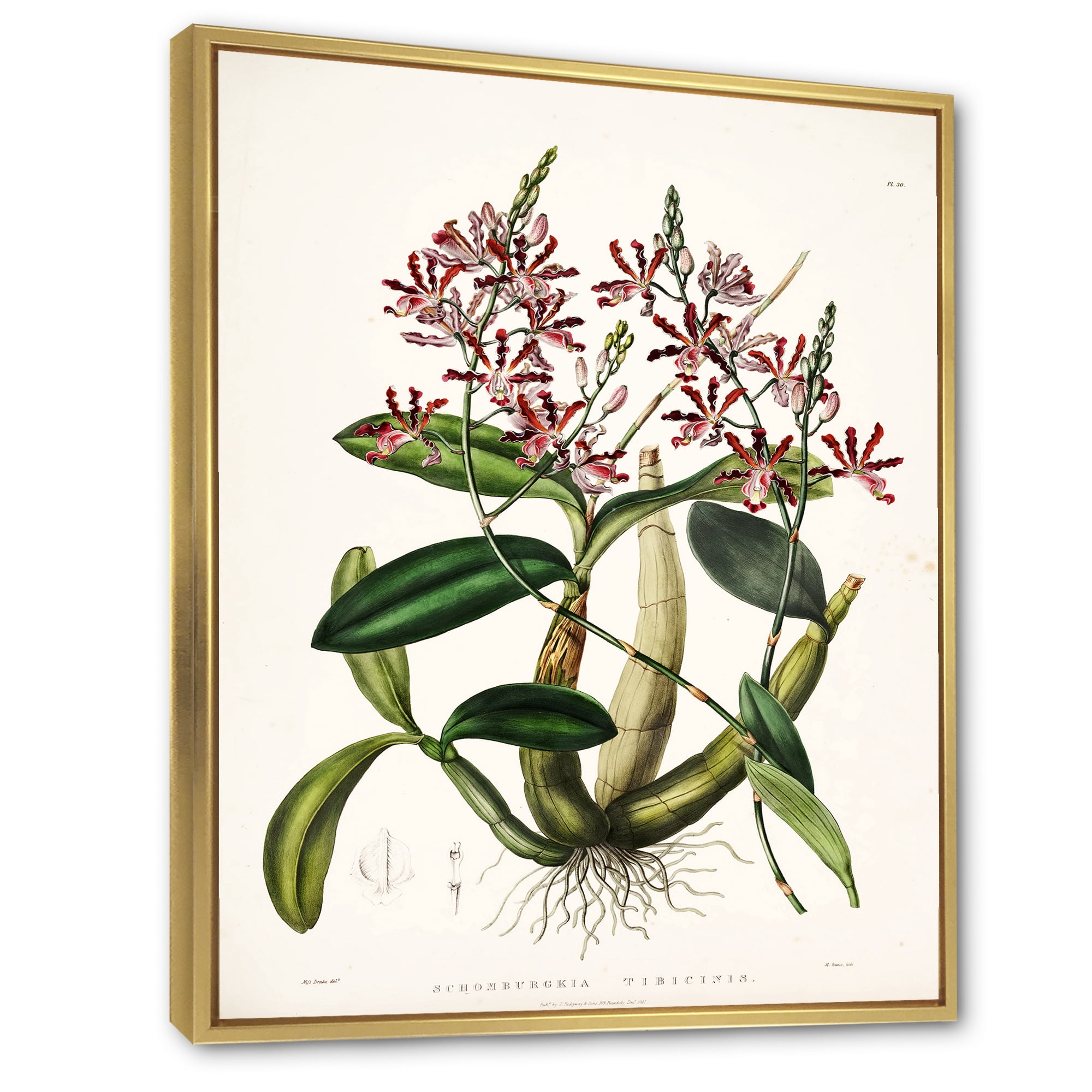 Designart 'Ancient Plant Life VII' Traditional Framed Canvas Wall Art Print