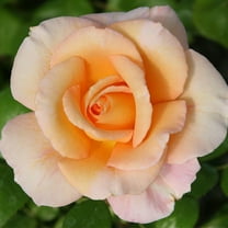 Heirloom Roses - King's Macc Hybrid Tea Rose Plant - Fragrant Roses Plant Live