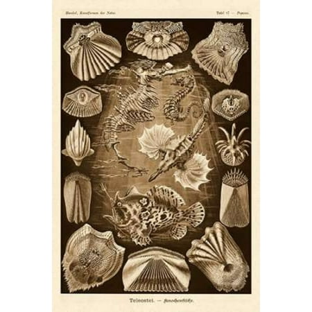 Haeckel Nature Illustrations Teleostei bony Fishes - Sepia Tint Canvas Art - Ernst Haeckel (12 x 18)