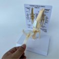 thumbnail image 3 of Canines Knee Model Dog Joint Anatomical Model Dog Skeleton Model Animal Skeleton Anatomy Medical Sc, 3 of 5