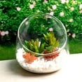 thumbnail image 3 of Slant Cut Glass Terrarium Bowl - Clear Glass Vase for Succulents, Air Plants, Cactus, Hydroponic Plants, Decorative Centerpiece, 4.72 X 4.72 X 3.93 Inch, 3 of 8