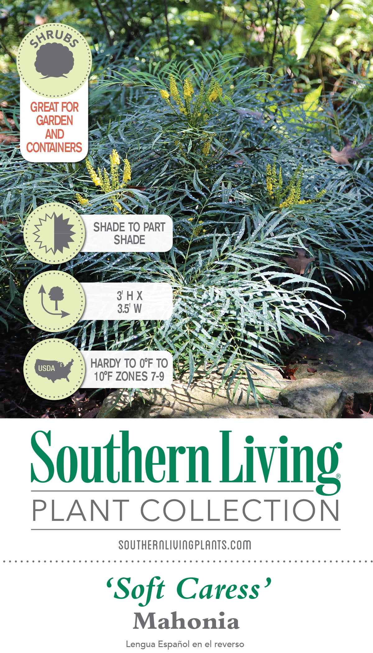 Southern Living Soft Caress Mahonia Live Shrub in 2-Gallon Grower Pot