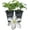 2 Plants, variant on Clematis John Huxtable - Live Starter Plant in a 2 Inch Growers Pot - Starter Plants Ready for The Garden - Rare Clematis for Collectors