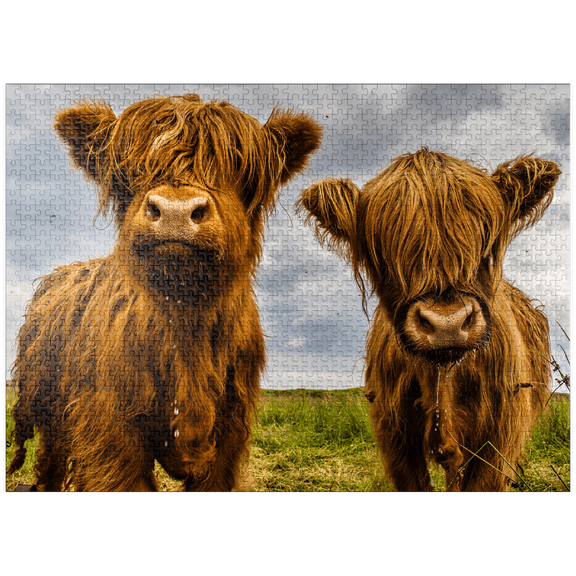 MyPuzzle - Two Highland Cows - Premium 1000 Piece Jigsaw Puzzle for Adults