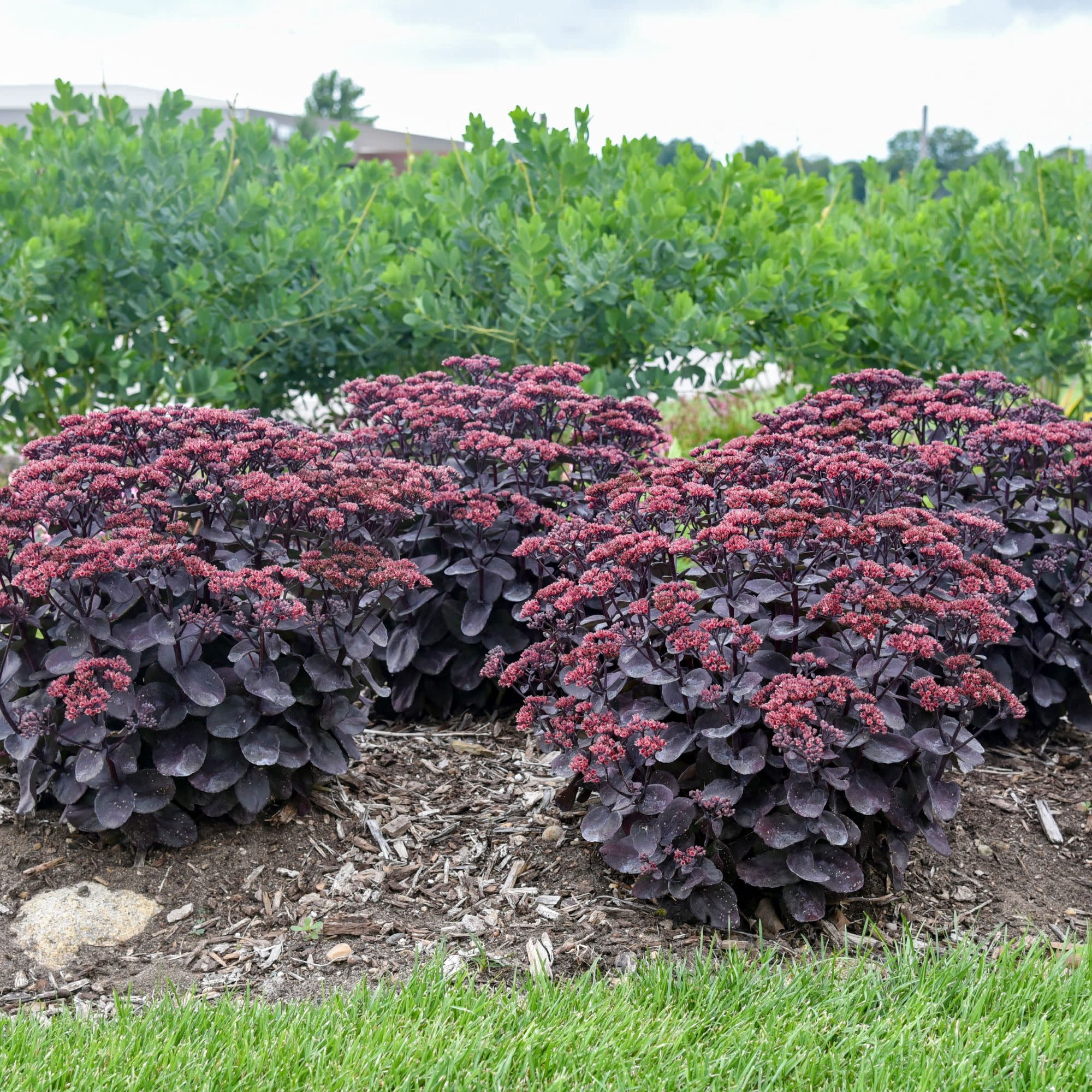 Proven Winners 5" Red Rock 'N Grow 'Midnight Velvet' Stonecrop Live Plant in 4.5" Pot
