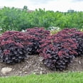 thumbnail image 3 of Proven Winners 5" Red Rock 'N Grow 'Midnight Velvet' Stonecrop Live Plant in 4.5" Pot, 3 of 8