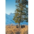 thumbnail image 2 of Garber, Howie 13x18 White Modern Wood Framed Museum Art Print Titled - Bull moose vie for dominance at evergreen tree Grand Teton-National Park-Wyoming, 2 of 4