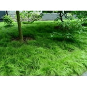 Classy Groundcovers, Pennsylvania Sedge, Oak, Penn, Yellow, Early, Quaker (25 Pots, 3 1/2 inch square)