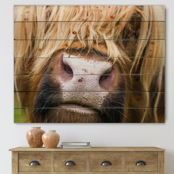 Designart 'Close-Up Highland Cattle' Farmhouse Print on Natural Pine Wood