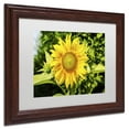 thumbnail image 4 of Trademark Fine Art "Just a Sunflower" Canvas Art by Kurt Shaffer, White Matte, Wood Frame, 4 of 4