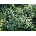 thumbnail image 5 of 25 Spanish STONECROP / SEDUM HISPANICUM Groundcover Flower Seeds, 5 of 5