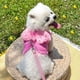 thumbnail image 2 of Correa Pechera Arnes Alas De Angel Para Mascota Perro O Gato, 2 of 8