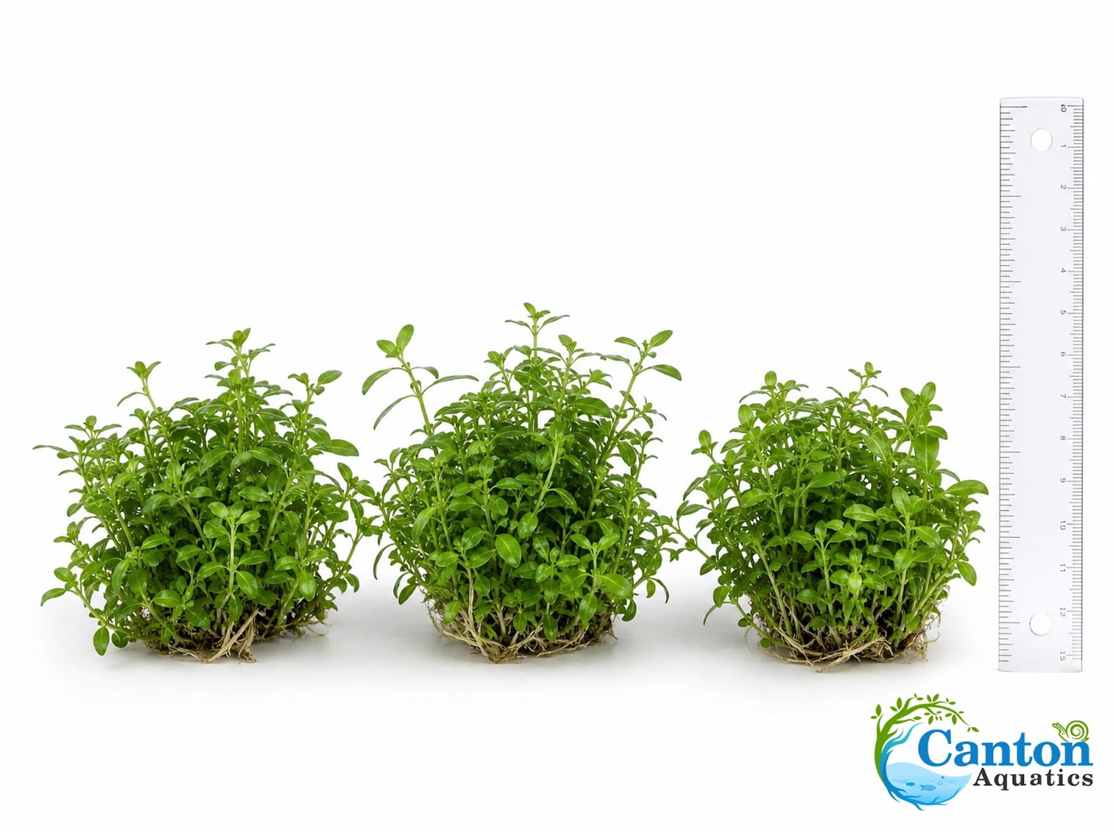 Canton Aquatics Staurogyne Repens Live Aquarium Plant 3 Portions Freshwater