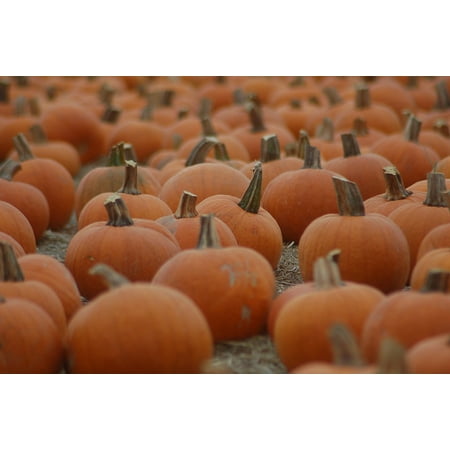 - Canvas Print Field Pumpkin October Halloween Stretched Canvas 10 x 14