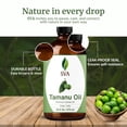 thumbnail image 6 of SVA Tamanu Seed Oil - 16 Fl Oz – 100% Natural Cold Pressed Tamanu Oil - for Face, Skin Care, Hair Care, Scalp Massage & Body Massage – Carrier Oil, 6 of 7