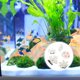 thumbnail image 3 of EeaseMX 5 PPCS Aquarium Tank de peces adornos de coral artificial (estilo aleatorio), 3 of 7