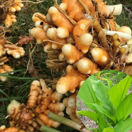 Turmeric Curcuma Live Plants 4-6 Inch, Curcuma Turmeric Root Plants Ready for Outdoor Planting