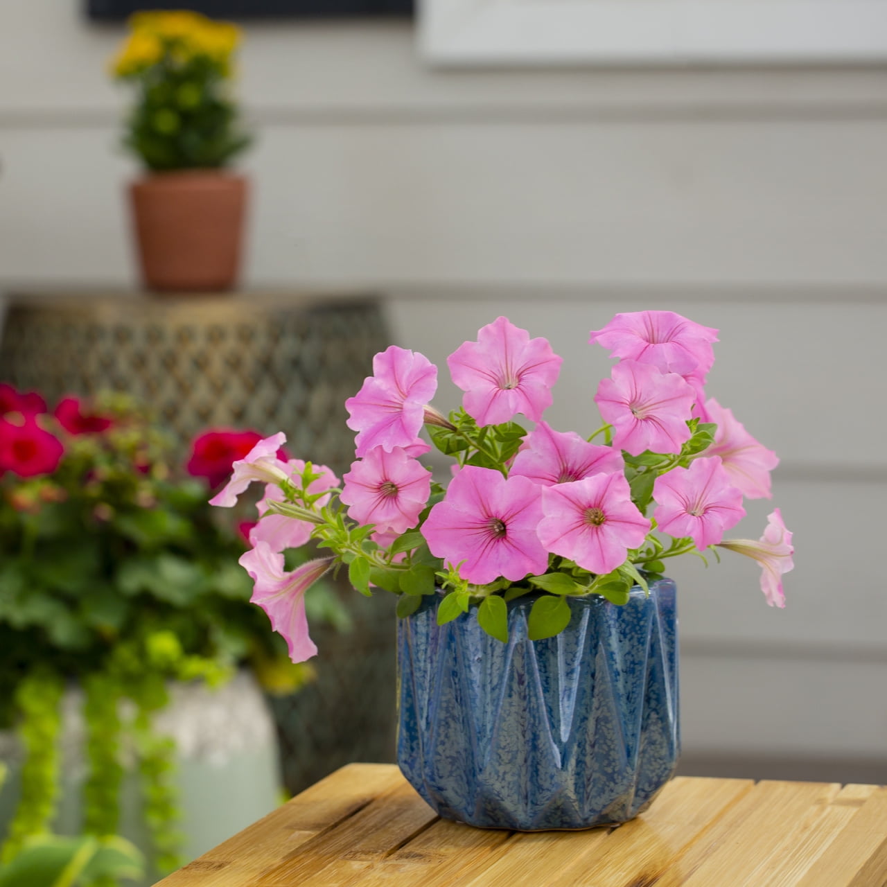 Proven Winners 1.5PT Pink Petunia Live Annual Plant Sun 5-Pack