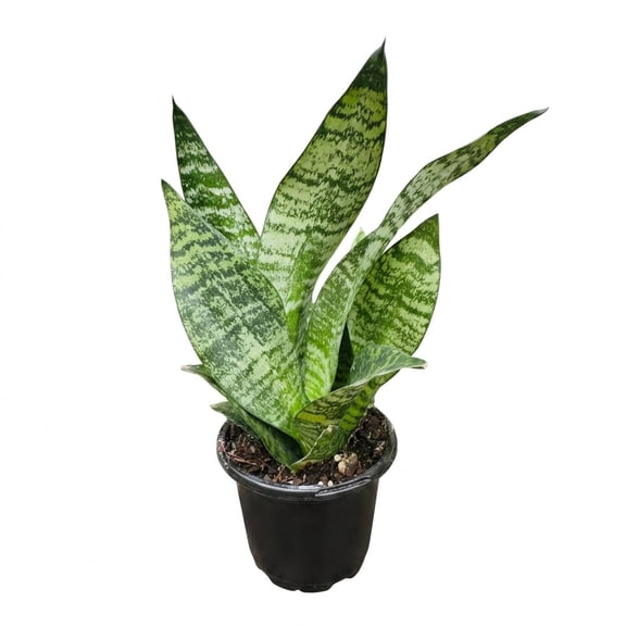 NYGardenia Live Zeylanica Snake Plant in 4" Nursery Pot, Easy Care Air Purifying Indoor Houseplant