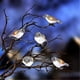 thumbnail image 1 of Outdoor Christmas Decorations Birds String Lights,led Acrylic 5 Birds Lights With Clip Waterproof, 1 of 5