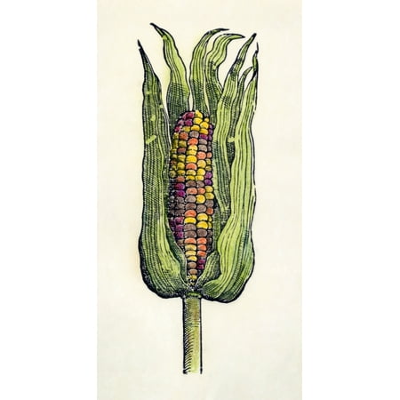 Seville Natural - Botany Corn 1535 Nzea Mays The Oldest Printed Picture Of An Ear Of Maize Woodcut From OviedoS Historia Natural Seville Spain 1535 Rolled Canvas Art - (24 x 36)