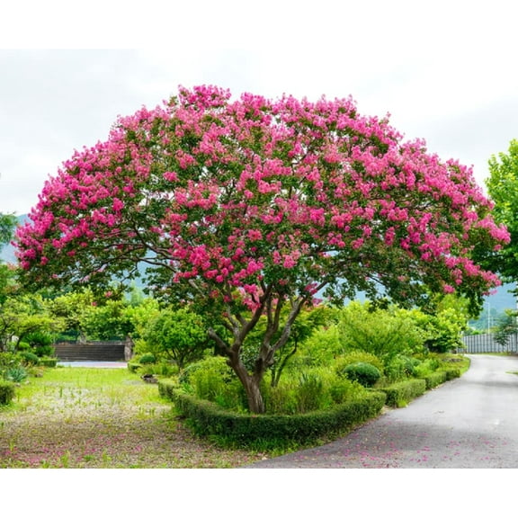 Crape Myrtle Tree Seeds - 50 Seeds - Beautiful Flowering Tree - Crepe Myrtle