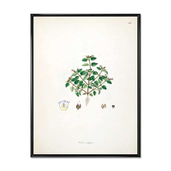 Designart 'Ancient Plant Life XIII' Farmhouse Framed Canvas Wall Art Print